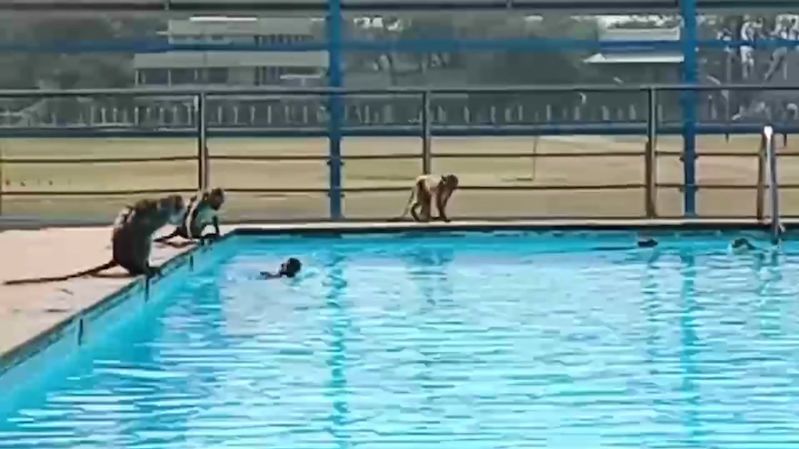 Školní bazén obsadily hladové opice